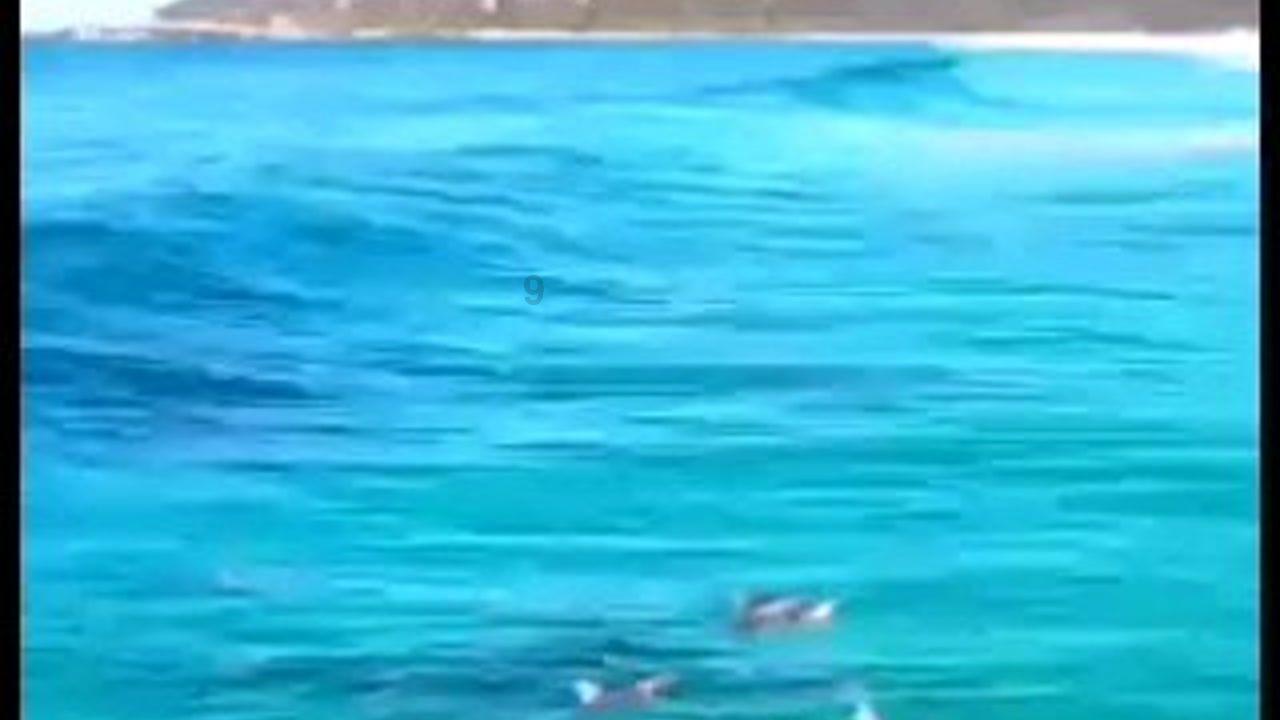 拯救巧虎4