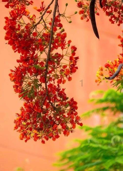 探探猫历险记